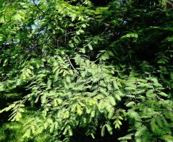 kstenmammutbaum-sequoia-sempervirens-im-spth-arboretum-berlin_14521424520_o